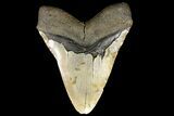 Fossil Megalodon Tooth - North Carolina #109781-2